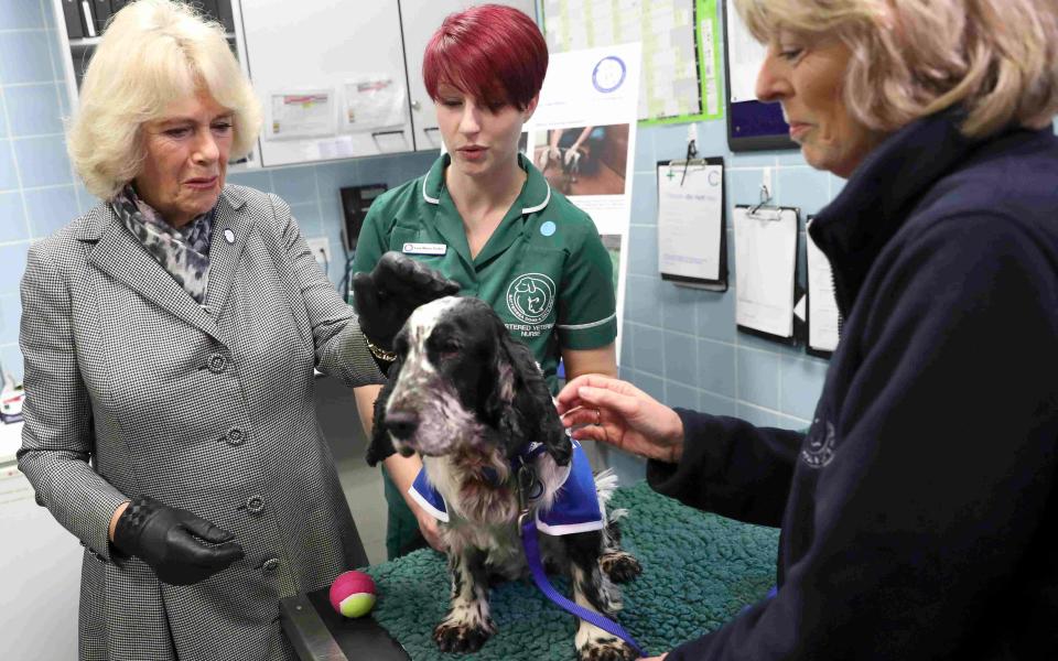 Campaigners call six-month jail terms for animal abusers 'laughable' when fly-tippers get five years