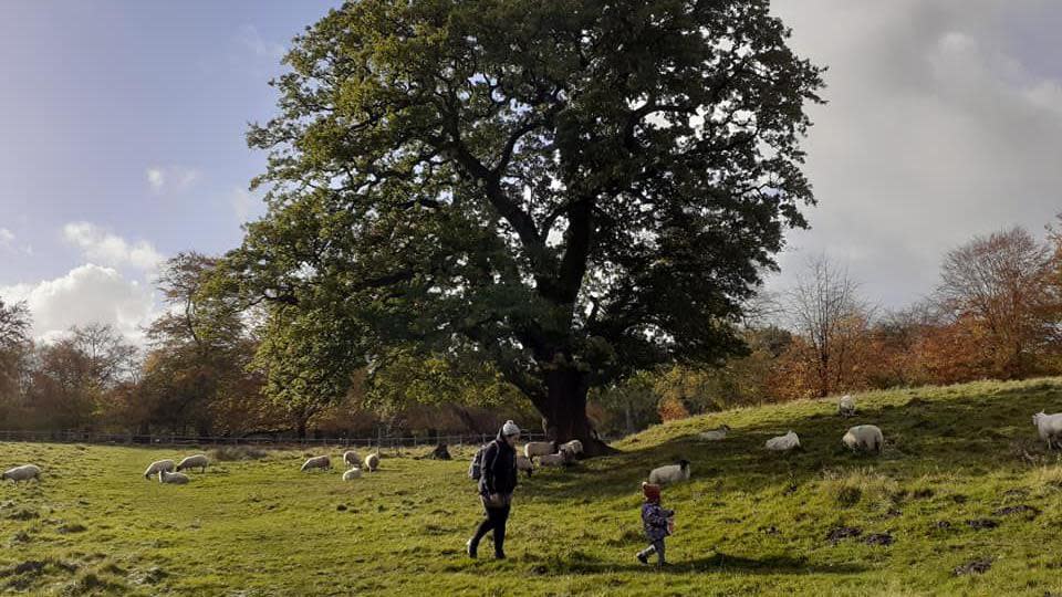 A adult and child walk past a tree in Tatton Park