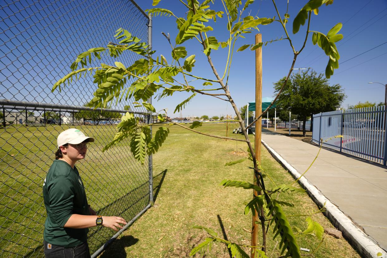 Ali Guttenberg, program manager from Trees Matter, walks around some of the trees planted at Bethune Elementary School in Phoenix on May 11, 2023, to help provide shade.