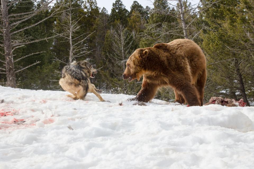 The bear attacks