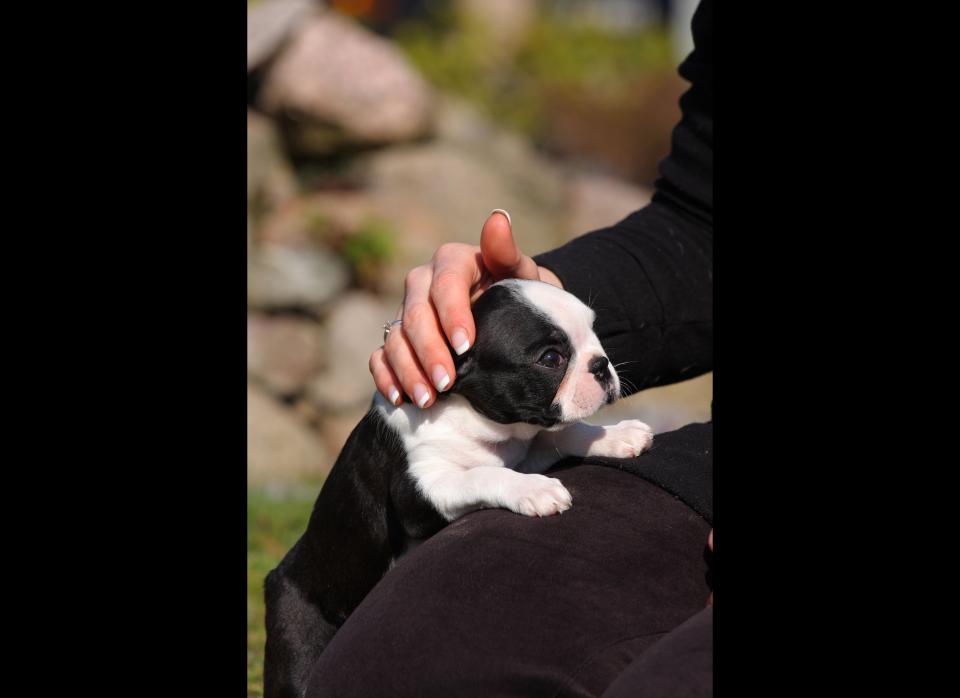 The Boston terriers are known as the "The American Gentleman" because of their superior manners. This puppy's goofiness will always leave you laughing, and he's always on his best behavior (no ground rules necessary when you have guests). He's also extremely low maintenance. Sounds like a perfect 10.  