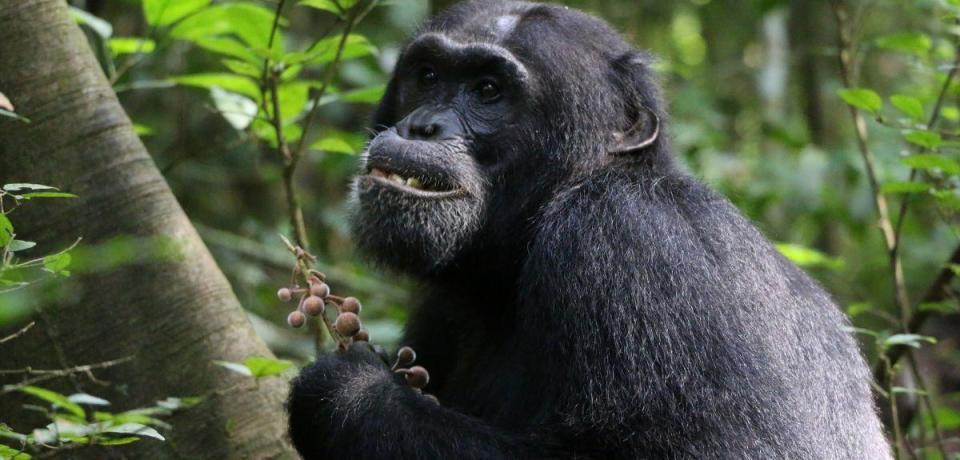 A chimpanzee eats the fruit of Ficus exasperata tree, in Uganda's Budongo Central Forest Reserve, in a file image taken by Dr. Elodie Freymann, with the University of Oxford's School of Anthropology & Museum Ethnography, and provided in conjunction with a study into the apes' use of medicinal plants that was published on June 21, 2024 in the scientific journal PLOS ONE. / Credit: Dr. Elodie Freymann/University of Oxford/PLOS ONE