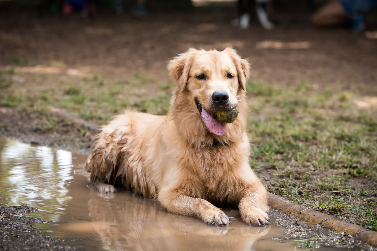 Standing water can be dangerous. <p>Will Rodrigues/Shutterstock</p>