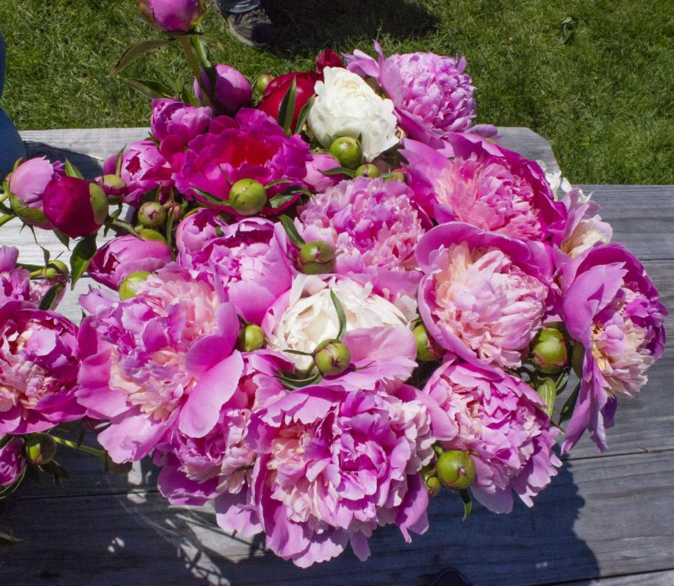 Peonies start to bloom in mid-May.