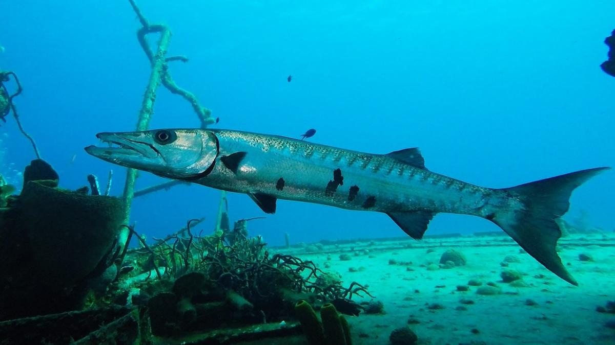 Морская щука 9. Барракуда рыба. Giant Barracuda. Морская щука. Барракуда фото.