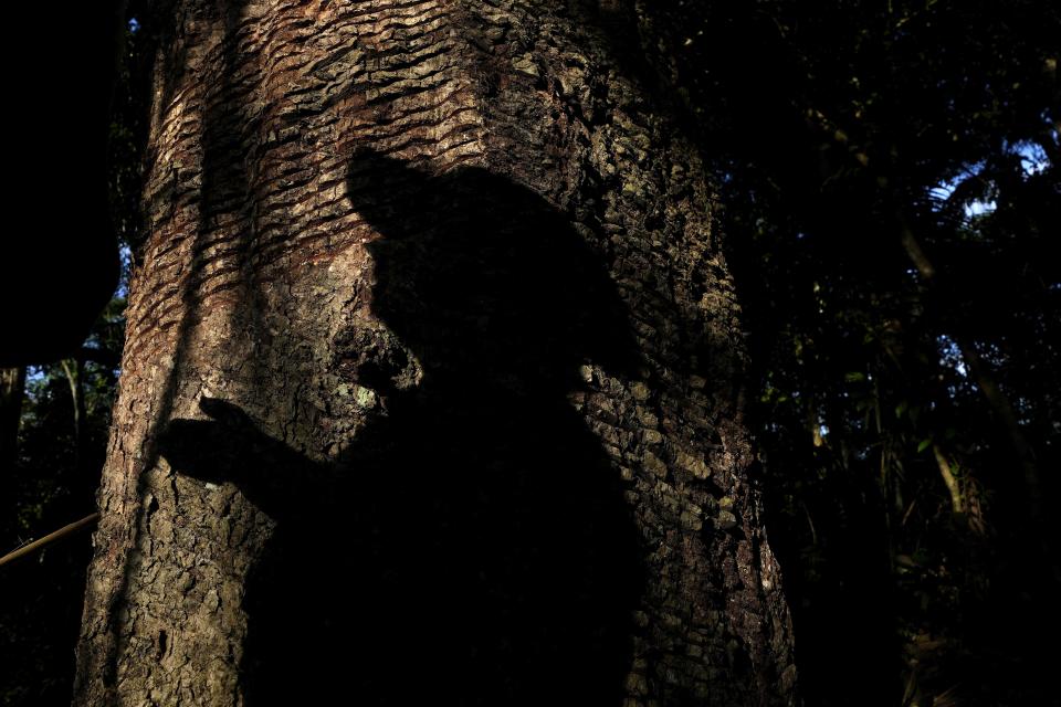 Shadow of rubber-tapper Luzineide Marques da Silva is visible on a rubber tree in the Chico Mendes Extractive Reserve, in Xapuri, Acre state, Brazil, Tuesday, Dec. 6, 2022. Classic rubber tapping is done by slicing grooves into the bark of rubber trees and collecting the latex that oozes out. But that artisanal rubber has fallen into decline over decades, a casualty of synthetic rubber made in chemical factories or rubber grown on plantations. (AP Photo/Eraldo Peres)