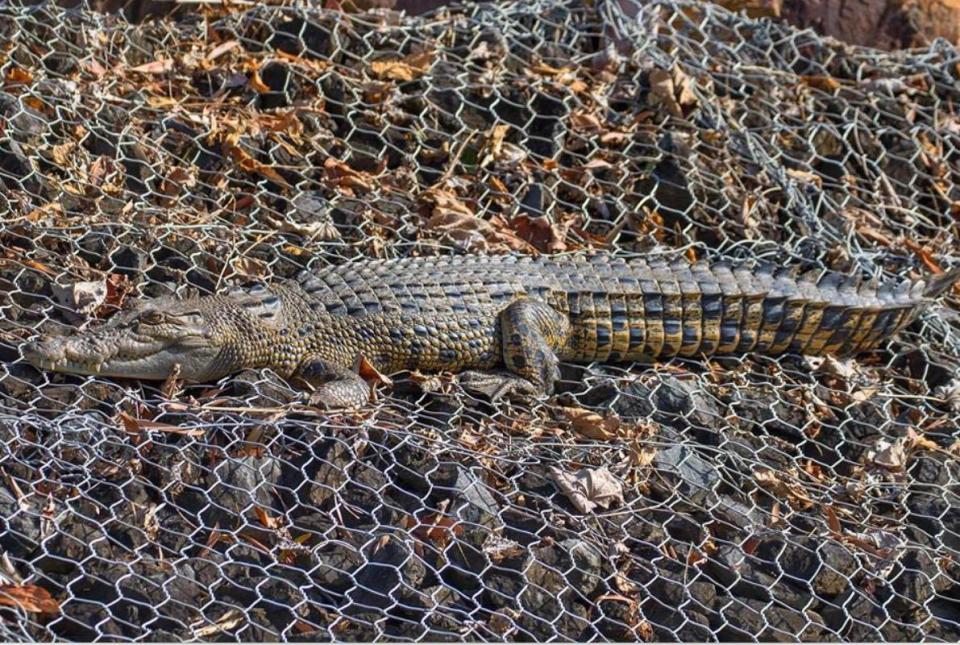 A large crocodile suns itself on steel wire and rocks. 