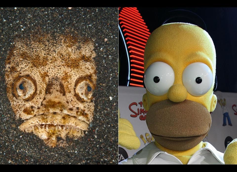 LEFT: The Stargazer fish which bears an uncanny resemblance to Homer Simpson. (Caters News / Getty Images)
