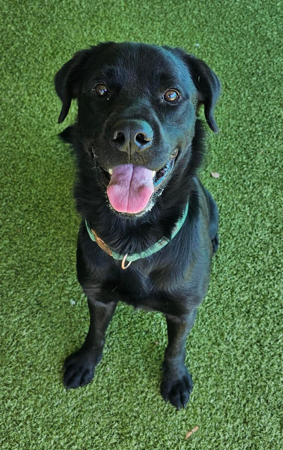 Wall-E is a Labrador retriever mix who loves to play. His previous family told staff that he’s very friendly with everyone, loves to be petted, is very active and likes to sleep in his crate. He also does great with a leash.