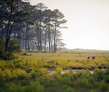 The Eastern Shore, Virginia