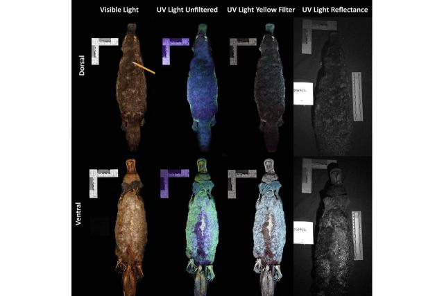 Mamíferos brillan en la oscuridad con luz ultravioleta