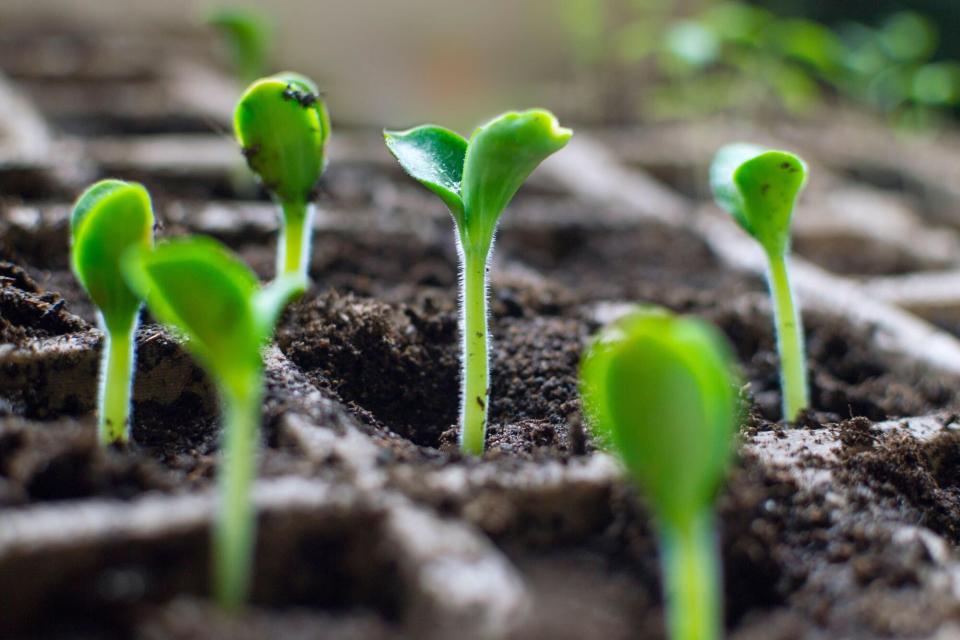 Fresh seedlings of zucchini