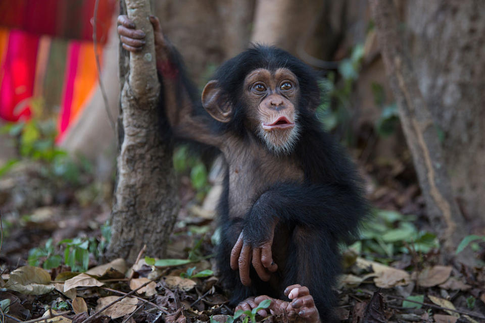 <p>Ten month old Soumba is left alone momentarily for the first time since her recent arrival at the Chimpanzee Conservation Centre in Somoria, Guinea. (Dan Kitwood/Getty Images) </p>