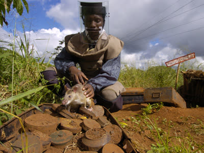 Eine der "Herorats" mit dem tödlichen Fund. (Bild: Apopo)