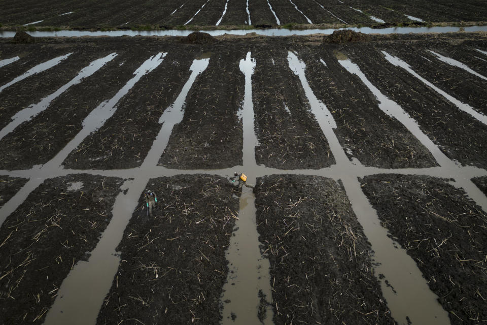 A worker hops over an irrigation canal as he applies fertilizer to a sugar cane field in Albion, Guyana, Saturday, April 15, 2023. Despite the oil boom, poverty is deepening for some as the cost of living soars, with goods such as sugar, oranges, cooking oil, peppers and plantains more than doubling in price while salaries have flatlined. (AP Photo/Matias Delacroix)