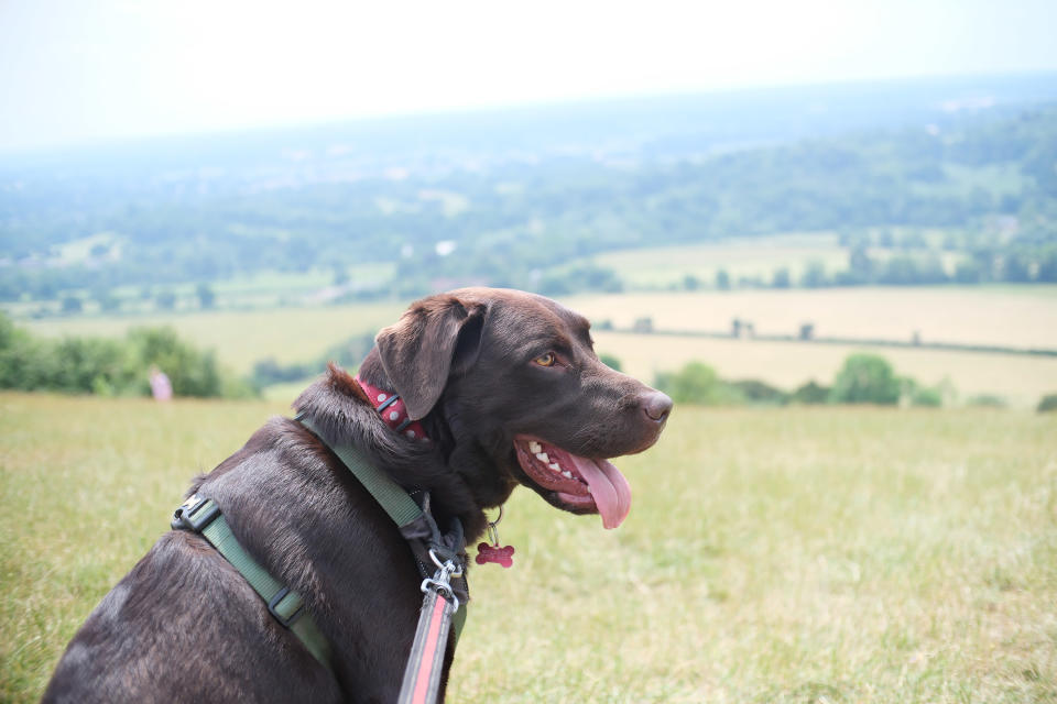 A brown Labrador dog photographed with the TTArtisan 25mm F/2 lens for Fujifilm X mirrorless cameras