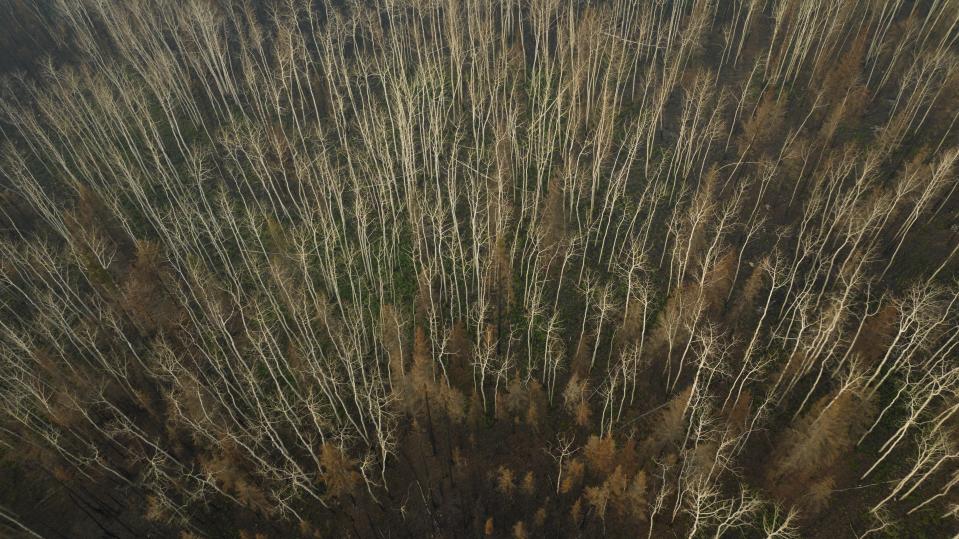 Burnt trees from recent wildfires stand in a forest in Fort Chipewyan, Canada, on Sunday, Sep. 3, 2023. Wildfires are bringing fresh scrutiny to Canada's fossil fuel dominance, its environmentally friendly image and the viability of becoming carbon neutral by 2050. (AP Photo/Victor R. Caivano)
