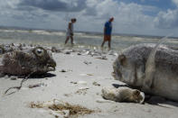 <p>Vista de peces muertos hoy, viernes 3 de agosto de 2018, en la playa Gulfside City Park, en Sanibel, costa oeste de la Florida (EE.UU.). La “marea roja” que afecta desde hace días la costa suroeste de Florida continúa hoy arrastrando miles de peces muertos hasta playas como la de Sanibel, una isla cuyas aguas muestran en algunas zonas el tono rojizo característico de la floración de la microalga tóxica causante de esta contaminación. EFE/Giorgio Viera </p>