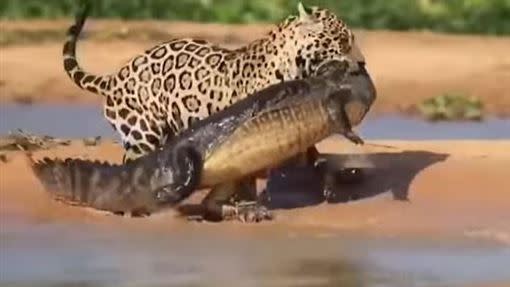 鱷魚不敵美洲豹，被叼走成為對方的餐食。（圖／翻攝自Discovery Yu YOUTUBE）
