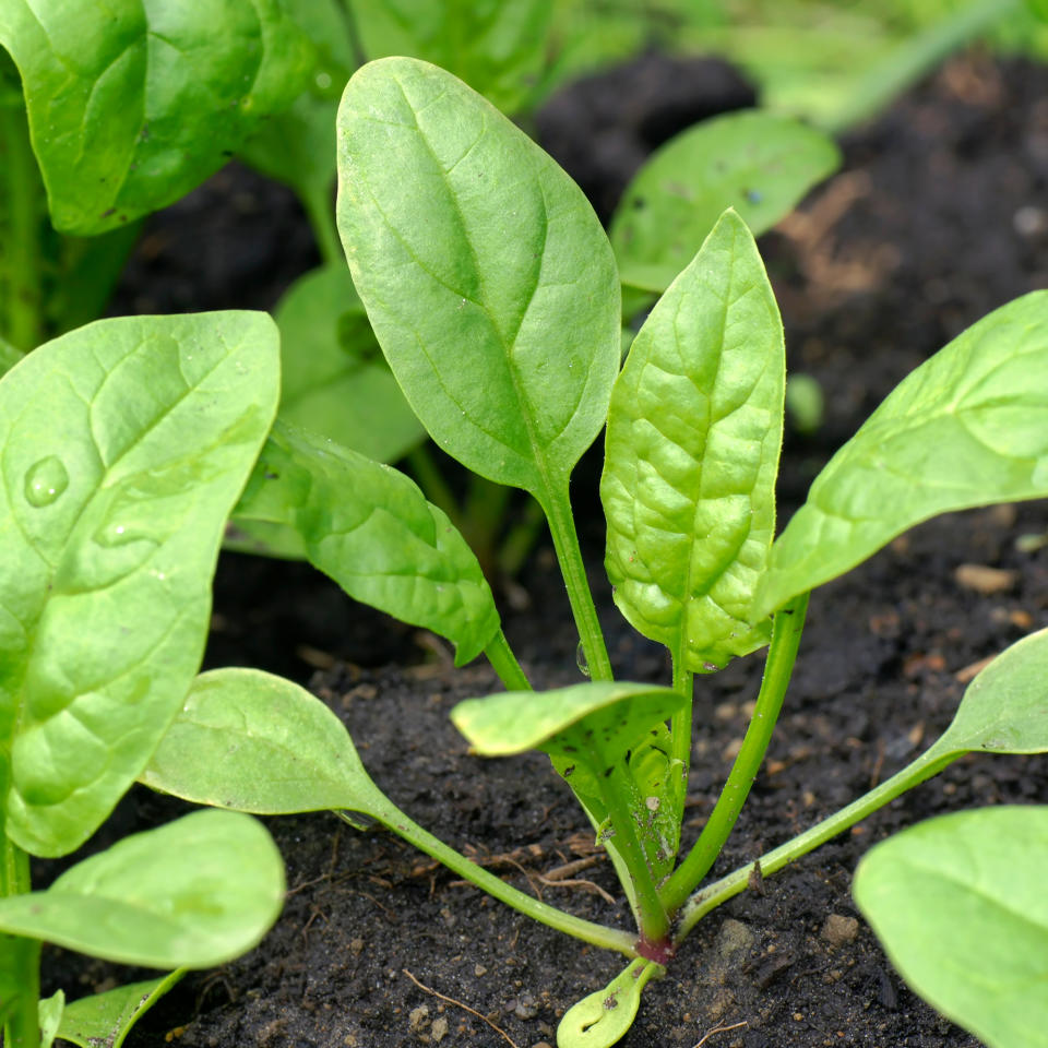 Spinach seedling growing in soil