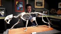 Piguet, director of Piguet Auction House prepares the skeleton of a saber-toothed tiger hoplophoneus primaveus in Geneva