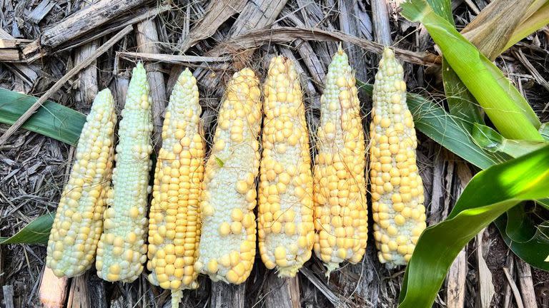El impacto de la sequía en una imagen: espigas de maíz que no llenaron granos