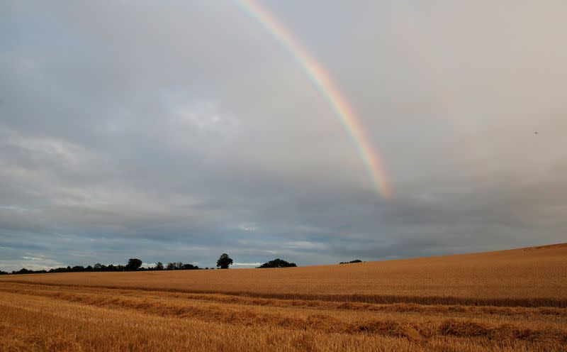 FILE PHOTO: A rainbow is seen above winter wheat ready for harvest in a field near Kimpton