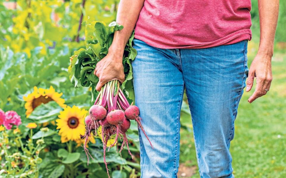 Sow a small row of beetroot every month from April to September for a never-ending flow of fresh vegetables - GAP Photos