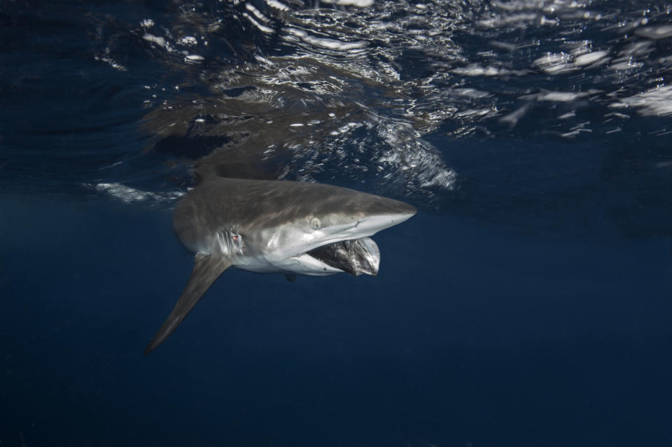 A shark underwater with a fish in its mouth, near the surface of the water