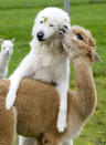 Clarence and Cindy have grown up together on the biggest alpaca farm in Austria. Clarence is a cattle dog and Cindy is the alpaca. (Photo credit: Associated Press)