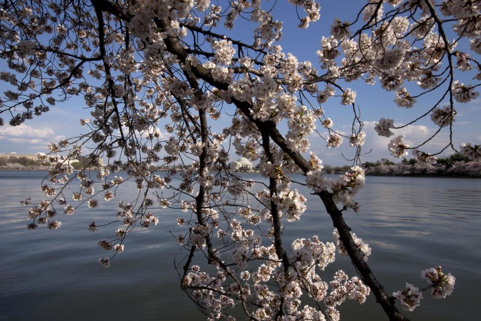 The Jefferson Monument is seen framed by a blooming cherry blossom tree along the tidal basin in Washington, Wednesday, April 9, 2014. (AP Photo/Jacquelyn Martin)