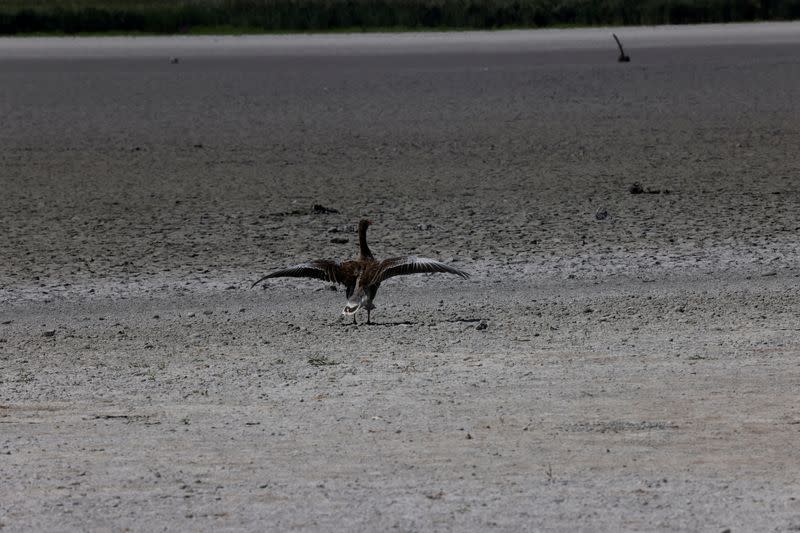 FILE PHOTO: A grey goose walks in almost dried up Lake Zicksee near Sankt Andrae in Austria