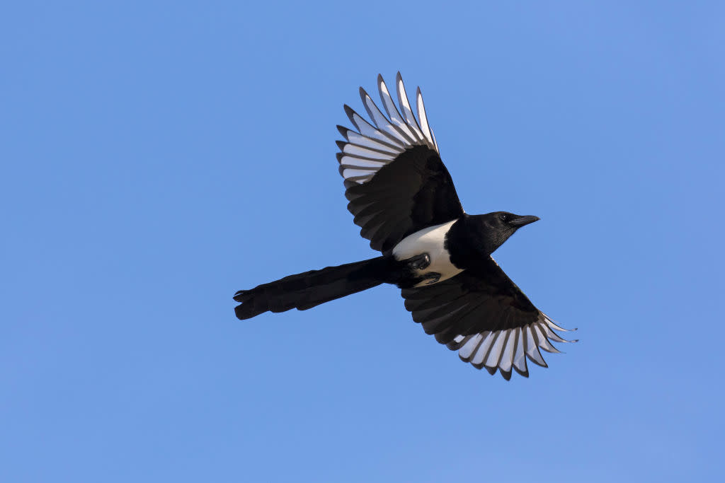 Magpies are a protected native species in Australia