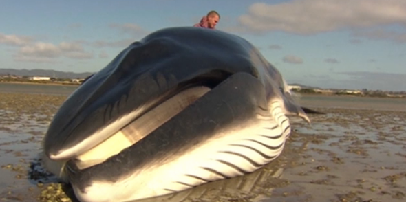 Whale stranded for seven hours in Auckland harbour rescued (video)