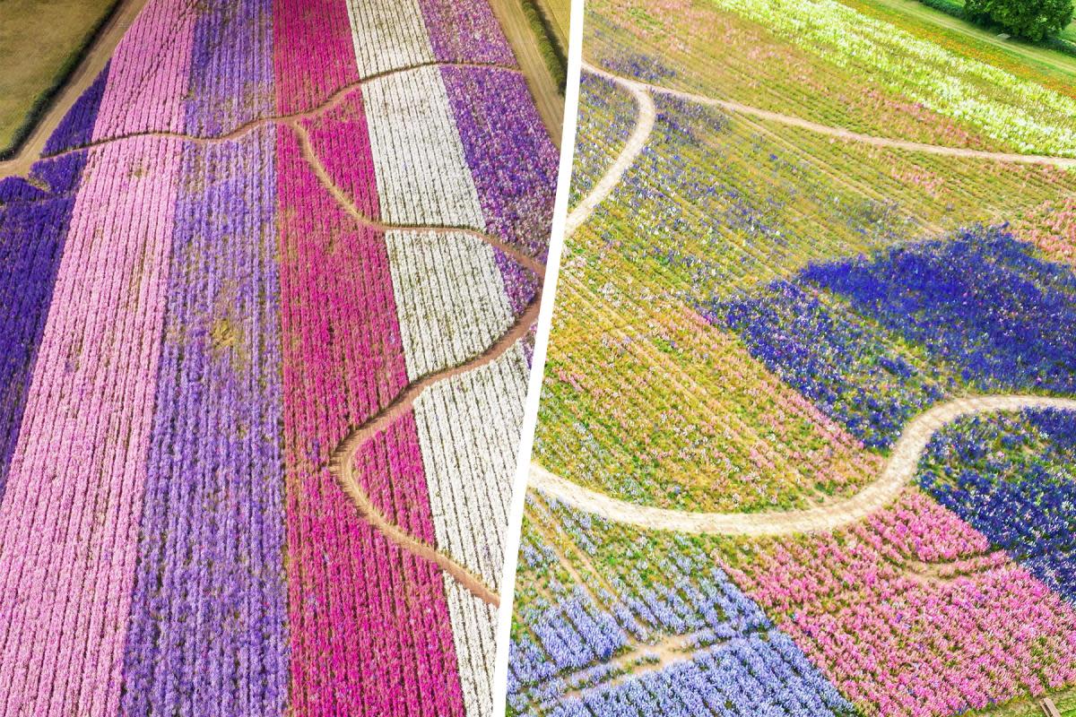 DEVASTATING: Pictures of the Confetti Fields taken two years apart. <i>(Image: SWNS)</i>