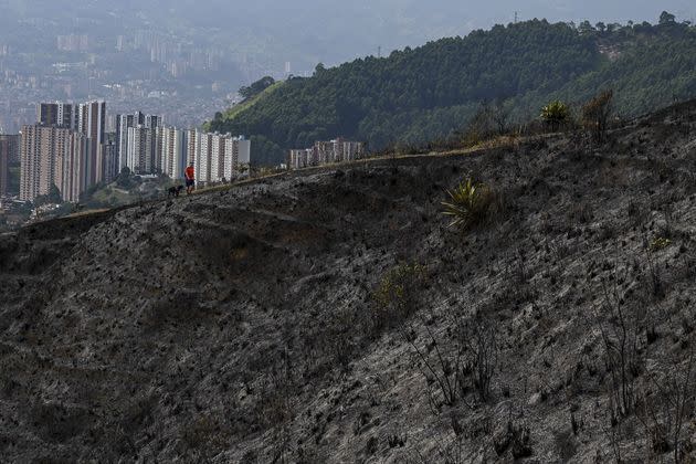 <p>Un homme promène son chien sur les hauteurs de Medellín, qui a failli être touchée par les flammes.</p>