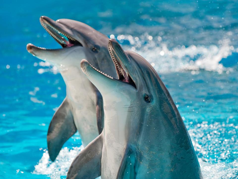 Two Dolphins in a blue water: Getty