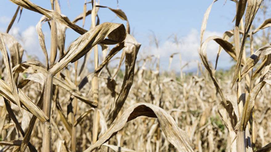 La falta de lluvias complica la producción agropecuaria.