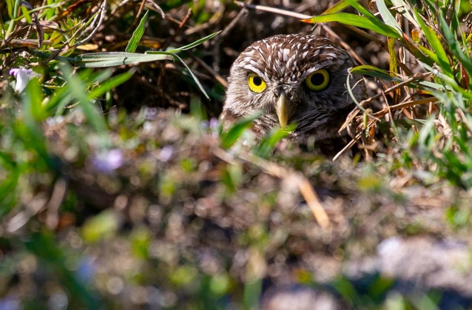 A burrowing owl peeks its head above ground. The city of Cape Coral celebrated its fifth annual Ground Owl Day event at Pelican Baseball Complex, on Thursday, February 2, 2023. This is the middle of nesting season, and another winter ceremony will be held Friday, with the annual Burrowing Owl Festival taking place on Feb. 24.