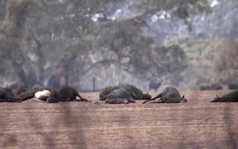 Still from footage showing dead kangaroos and sheep after wildfires hit the Kangaroo Island, South Australia - Credit: Australian Broadcasting Corporation