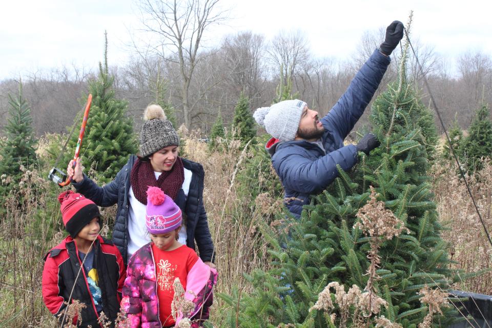 Jason Jamil props up a tree he had just cut down for his family at Galehouse Tree Farm.