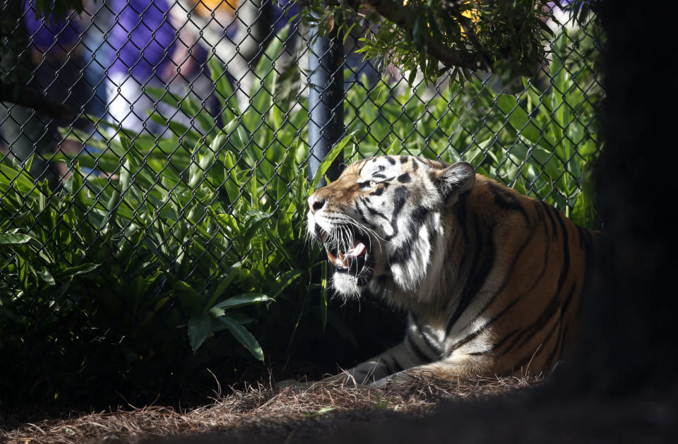 In this Oct. 17, 2015, file photo, Mike VI, LSU’s tiger mascot rests in his habitat before a game against Florida. (AP)