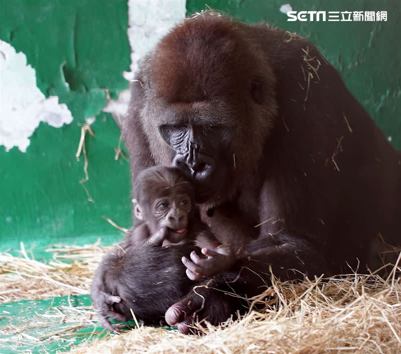 北市動物園在106年園慶這天，迎來金剛猩猩寶寶的誕生，創下全台首例。（圖／動物園提供）