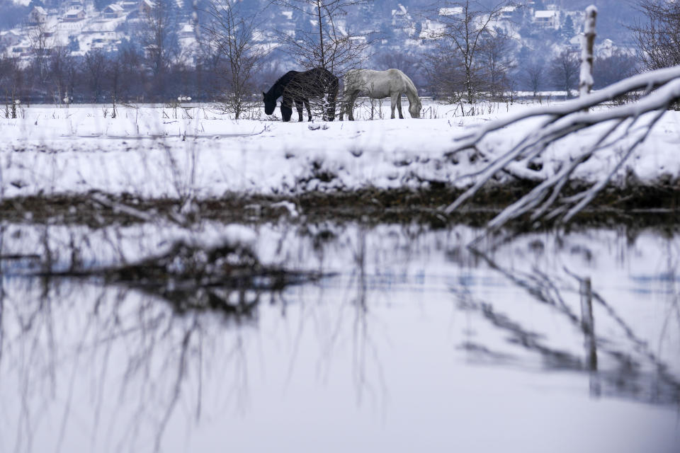 Horses look for food on a flooded river island Krcedinska ada on Danube river, 50 kilometers north-west of Belgrade, Serbia, Tuesday, Jan. 9, 2024. After being trapped for days by high waters on the river island people evacuating cows and horses. (AP Photo/Darko Vojinovic)