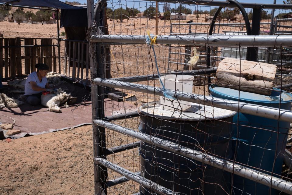 Marjorie Bigman shears a sheep on May 24, 2022, near Coppermine on the Navajo Nation.