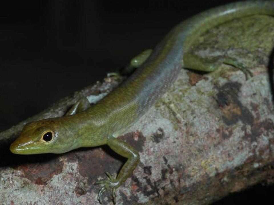 Biliverdin turns the lizards’ bones, tongues and muscles green too (Christopher Austin)