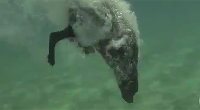 The dog diving down to the ocean floor to grab the loster in her mouth. Source: YouTube.