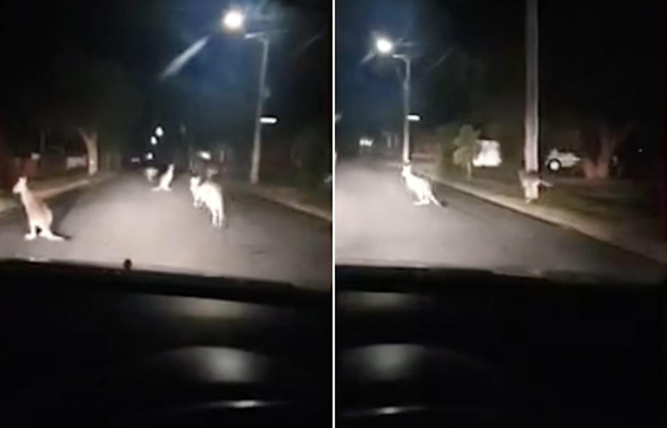 Kangaroos line the street regularly during the night in Mooroopna. Source: Supplied