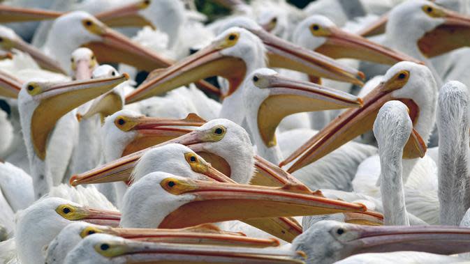 Una bandada de pelícanos blancos, una de las aves más grandes de Canadá y Estados Unidos, fue avistada el 28 de enero de 2022 a orillas del estanque de Chapala en Cozumatlán de Regules, México.  Los pelícanos blancos viajan miles de kilómetros desde las bajas temperaturas.  Norteamérica.  (ULISES RUIZ / AFP)