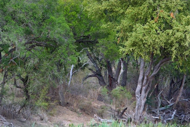 Can you see the leopards in the tree?